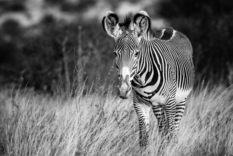Зебра ЧБ.photo preview