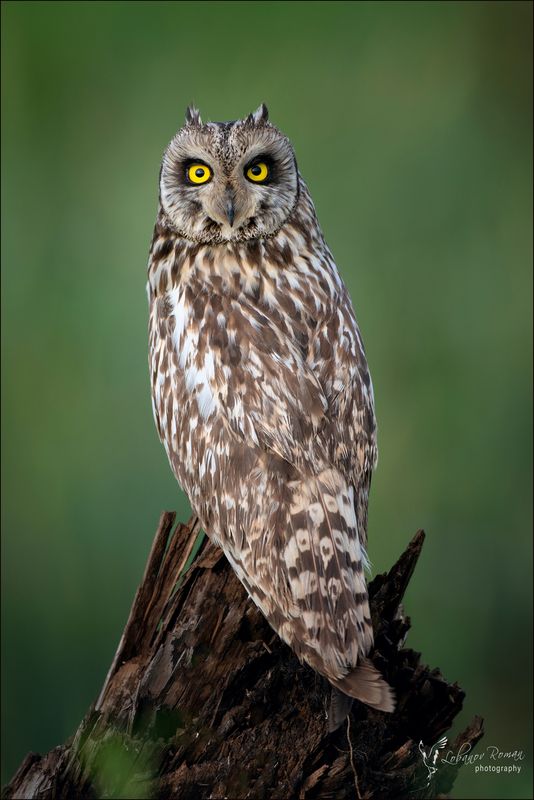 Сидела на пеньке скучалаphoto preview