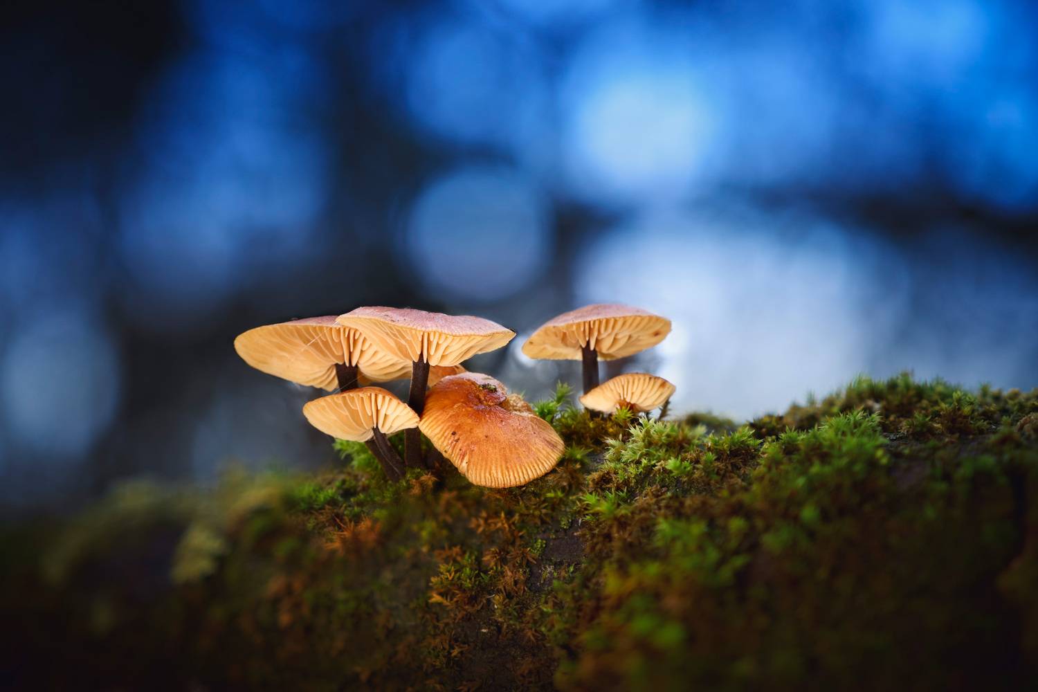 Грибочки. Автор: Валерий Вождаев грибы, лес, Валерий Вождаев