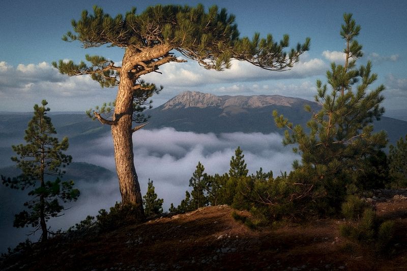 крым, горы, сосна, чатыр-даг, бабуган ***photo preview
