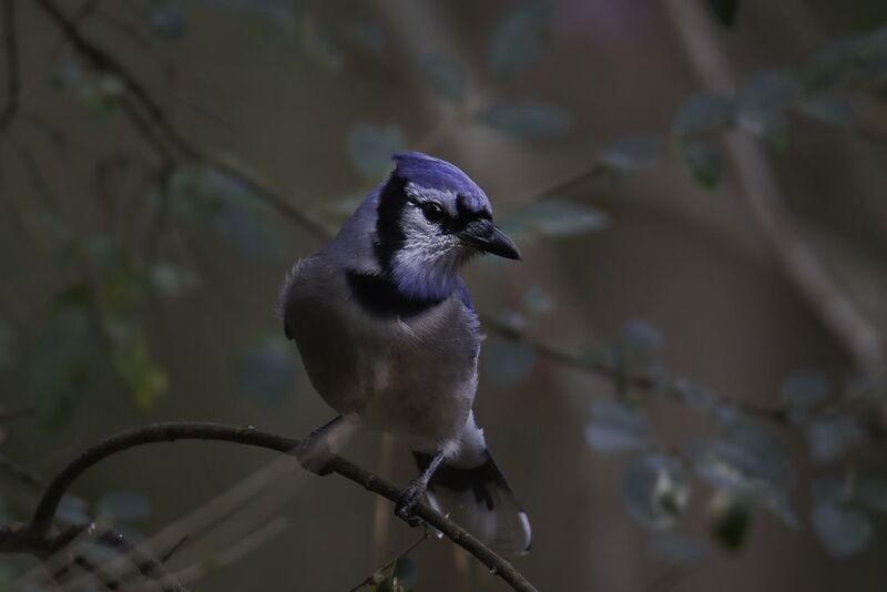 Голубая сойкаphoto preview