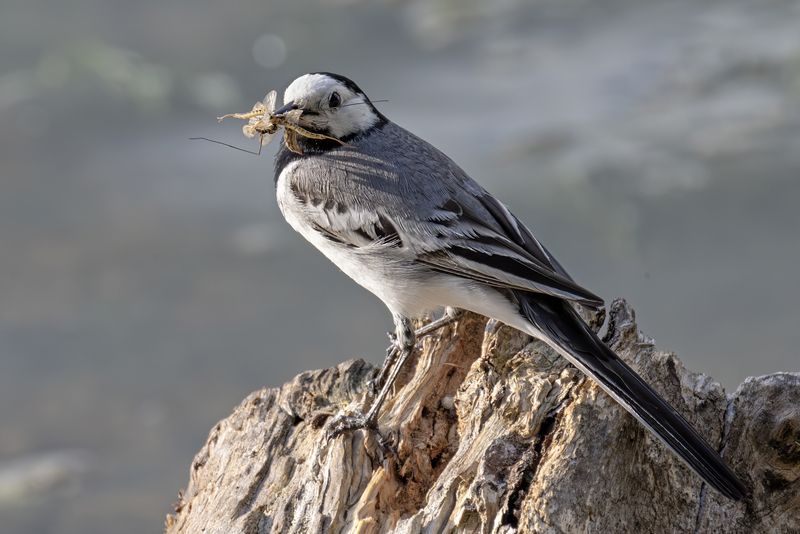 птицы, трясогузка, природа Сосчитайте комариковphoto preview