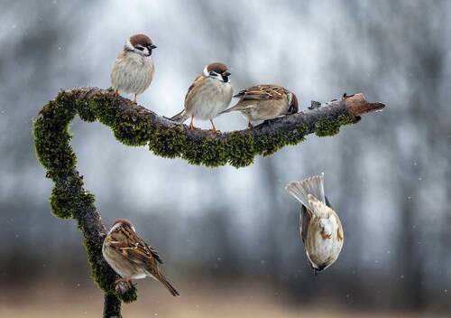 Прыжки с вышки