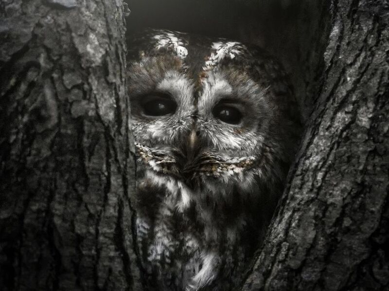 серая неясыть, tawny owl, Strix aluco, птица, дикая природа, owl, птицы России, birdwatching, nature, wildlife photography, close-up bird Серая неясыть photo preview