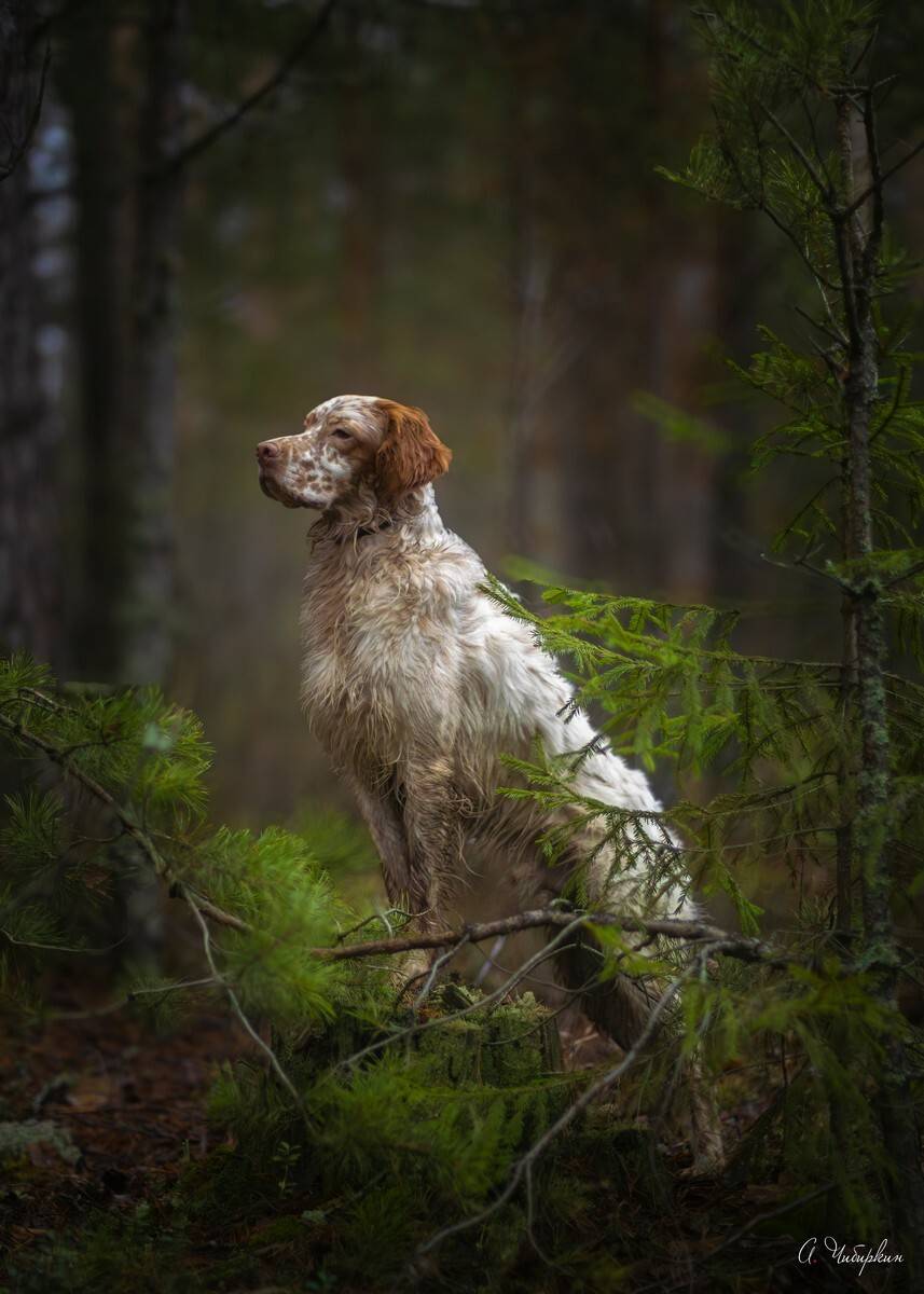 английский, сеттер, портрет, охота, Чибиркин Александр