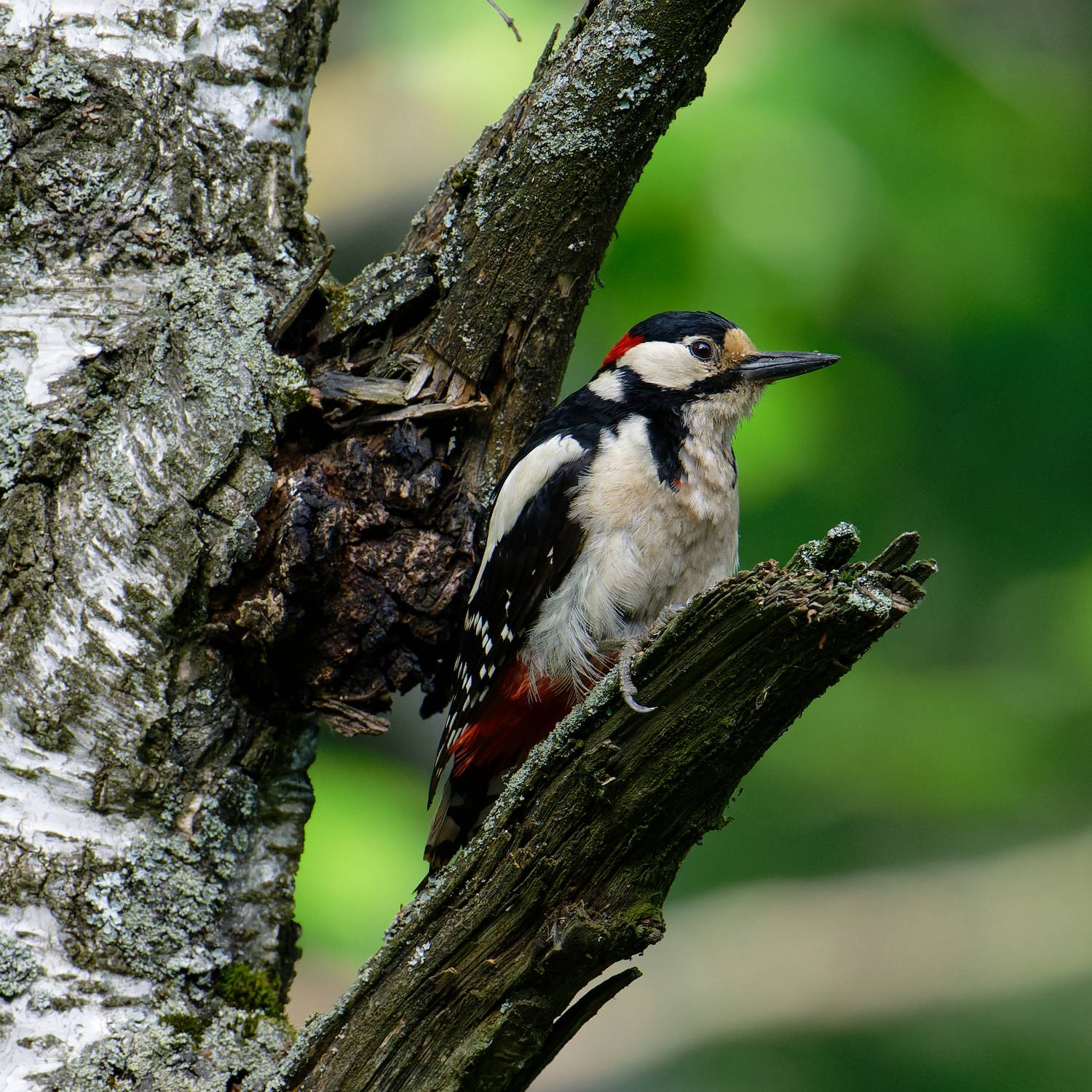 Дятел. Большой и пестрый. Автор: Игорь Кук , Игорь Кук