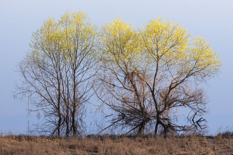 spring flooding nature Spring flooding фото превью