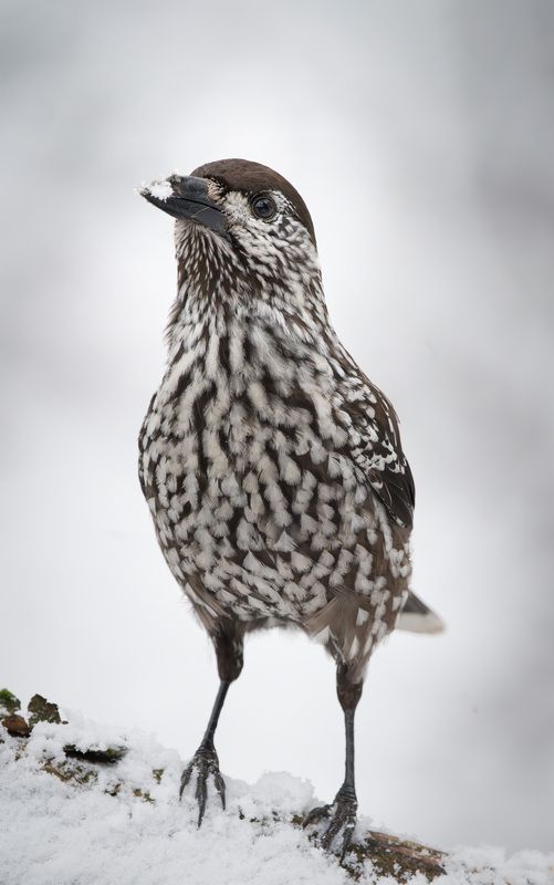 Кедровка, птица Что там у вас?photo preview