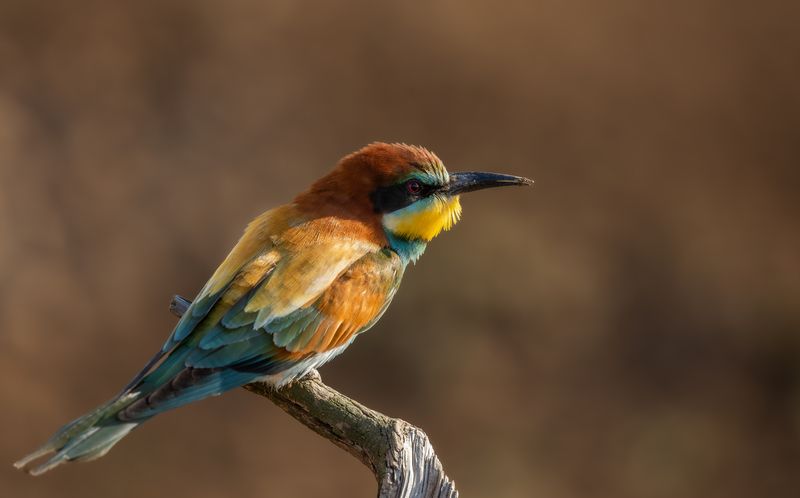 Золотистая щурка. photo preview