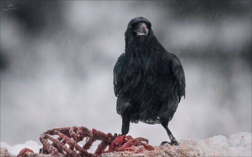 Черный ворон