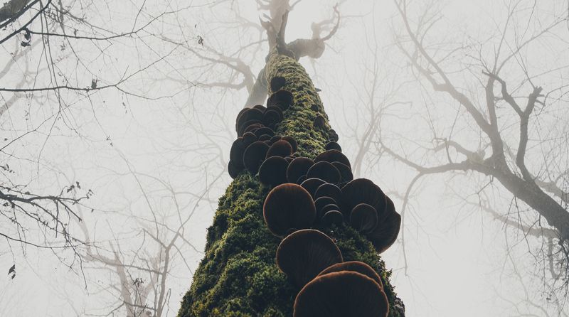 лес, дерево, природа, туман, грибы, мох, нижний ракурс, ствол, осень, атмосфера, мистика, пейзаж, дымка, трутовик, геометрия природы, тишина, пасмурно. Лестница в туманphoto preview