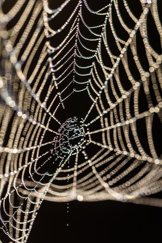 Паучье ожерельеphoto preview