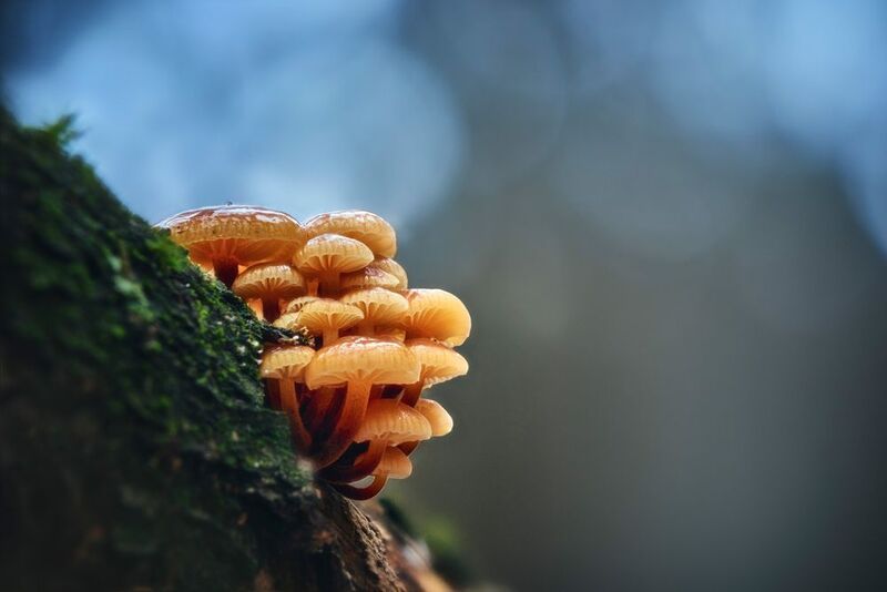 грибы, лес Грибочкиphoto preview