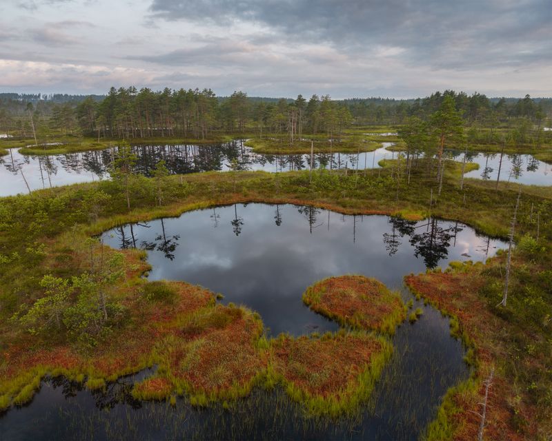 болоталенинградскойобласти, болота, ленинградскаяобласть, ленобласть, wetland, swamp Болота Ленинградской областиphoto preview