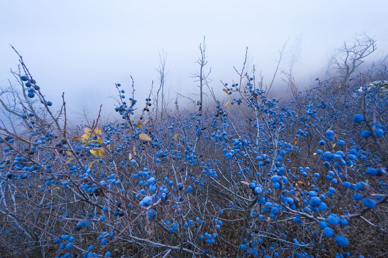 Тёрнphoto preview