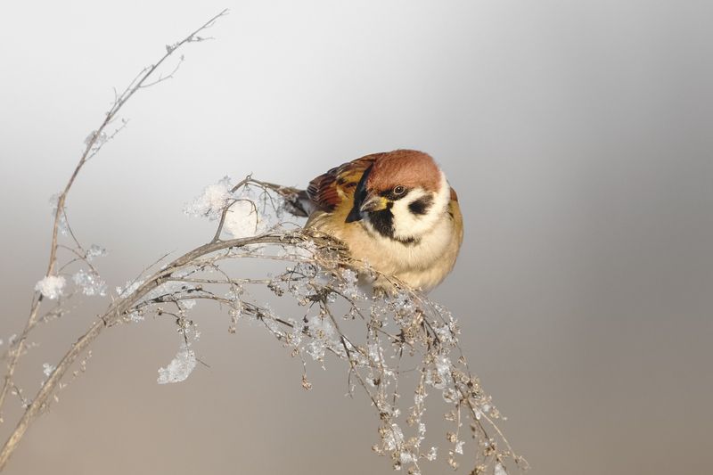 полевой воробей, tree sparrow, Passer montanus, птица, дикая природа, sparrow, птицы России, birdwatching, nature, wildlife photography, close-up bird Полевой воробейphoto preview