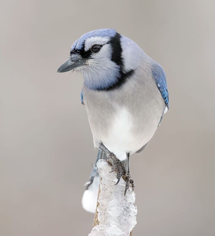cойка, blue jay, jay, зима, winter, birds, птицы Blue Jay - Голубая сойкаphoto preview