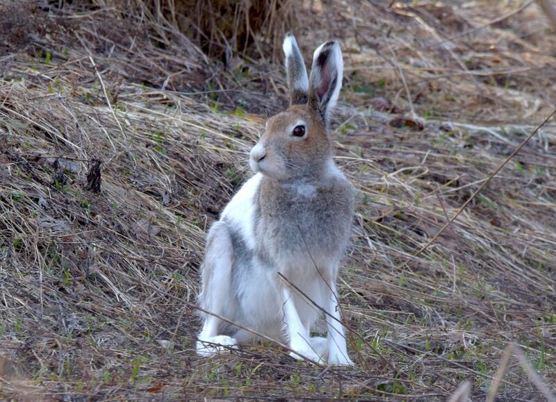 заяц - беляк, весна,замена шубки Смена гардеробаphoto preview