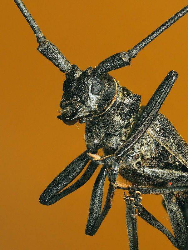 Жук усачphoto preview