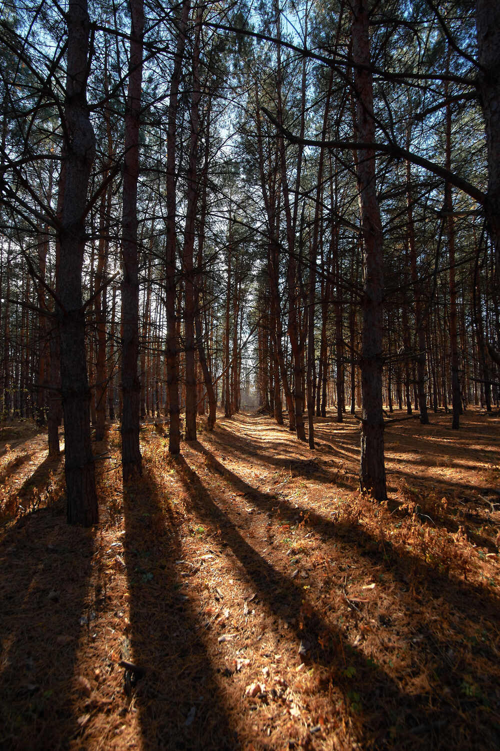 Сосновый лес. Автор: Павел Сторчилов лес, сосны, волгоград, , Павел Сторчилов
