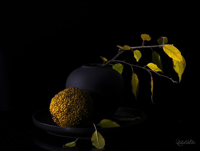 Macluraphoto preview