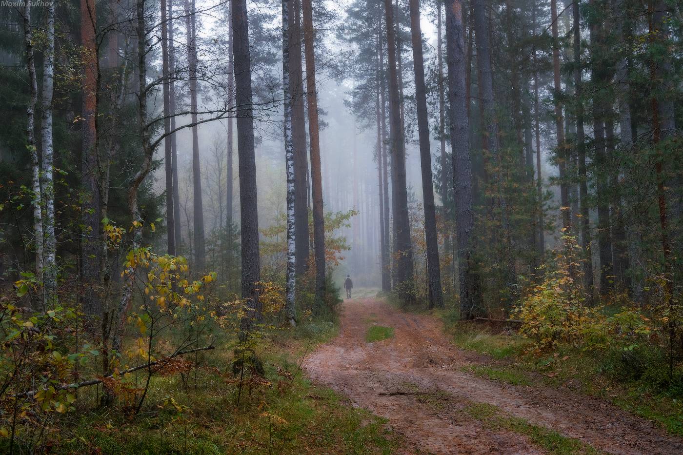 Лес, туман, сосны, осень, октябрь, дорога, лесная дорога, Максим Сухов