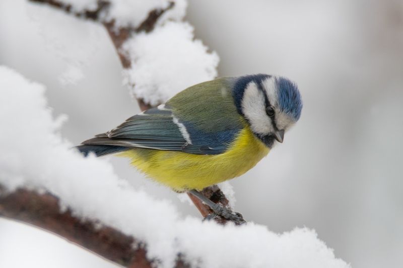 лазоревка ,cyanistes caeruleus, ставрополь Лазоревка (лат. Cyanistes caeruleus)photo preview