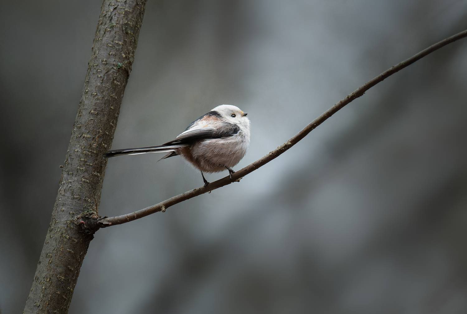 , Ширяев Константин