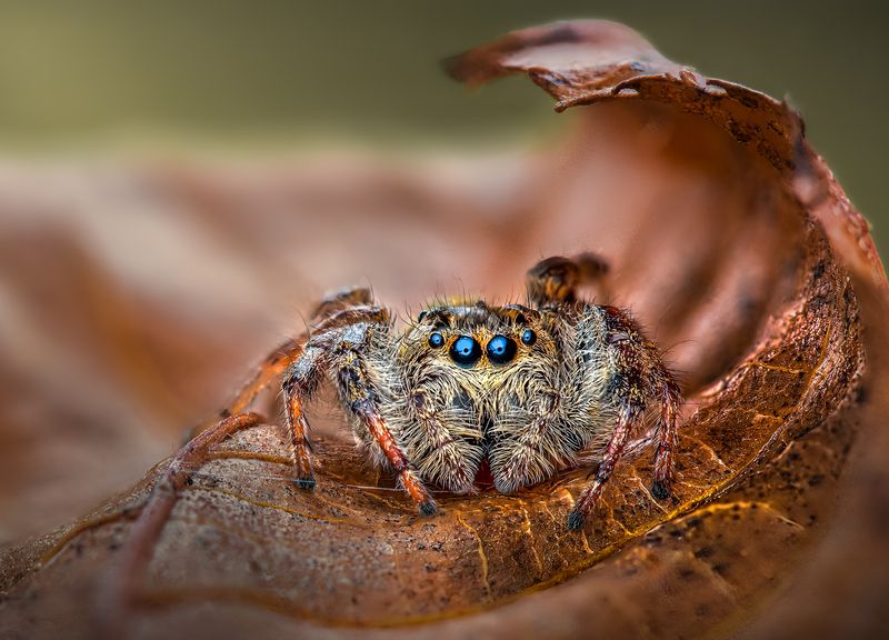spider, animal, wild, insect, arachnid, leaf, macro, Under the curlphoto preview