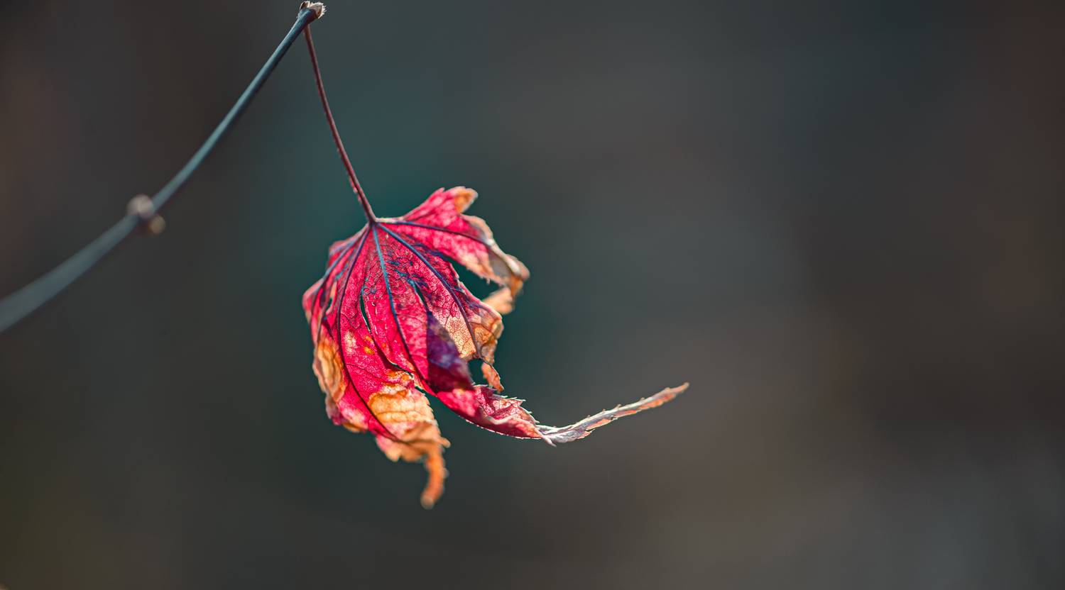 , Неля Рачкова