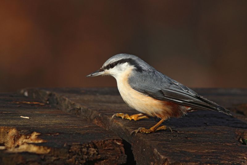 обыкновенный поползень, поползень, sitta europaea, eurasian nuthatch, nuthatch Ямщикphoto preview
