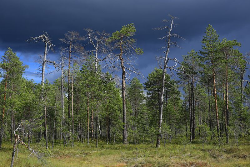 На краю болота фото превью
