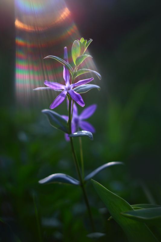 лето утро барвинок лучи солнце Утроphoto preview