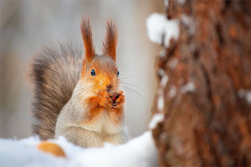 Лесная красавицаphoto preview