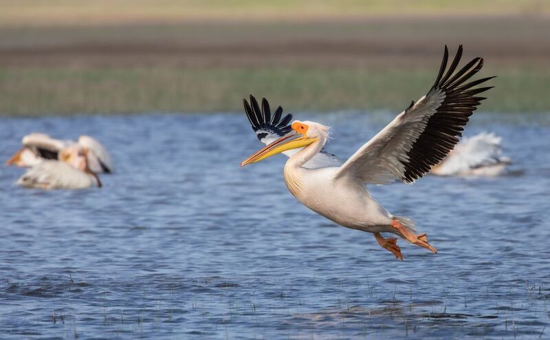 Свободный полёт! photo preview