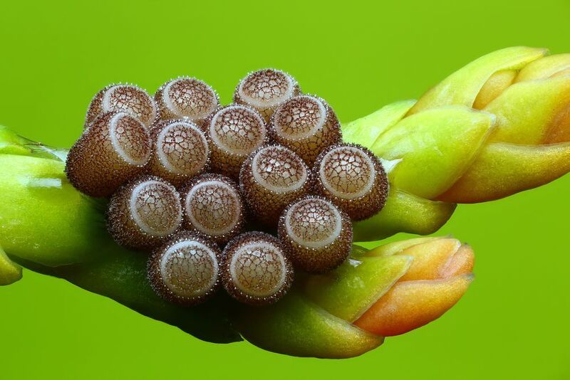 макро, природа, животное, растение, цвет, фото, зеленый, клоп, трава Кладкаphoto preview