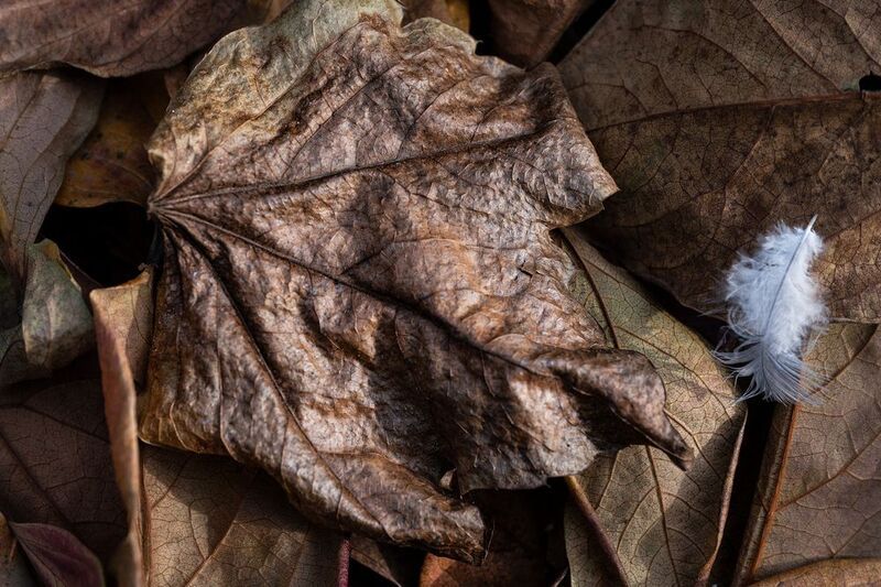 Хурма поспела***photo preview