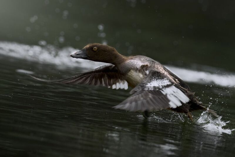 гоголь, common goldeneye, Bucephala clangula, птица, дикая природа, duck, птицы России, birdwatching, nature, wildlife photography, close-up bird Гогольphoto preview