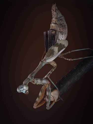 Африканский короткокрылый богомол