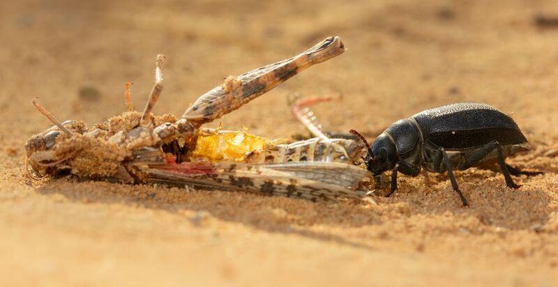 жук, падальщик, саранча, толстяки, pimelia, чернотелки, tenebrionidae Падальщикphoto preview