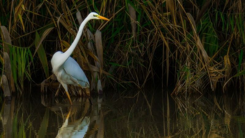 Грациозный охотникphoto preview