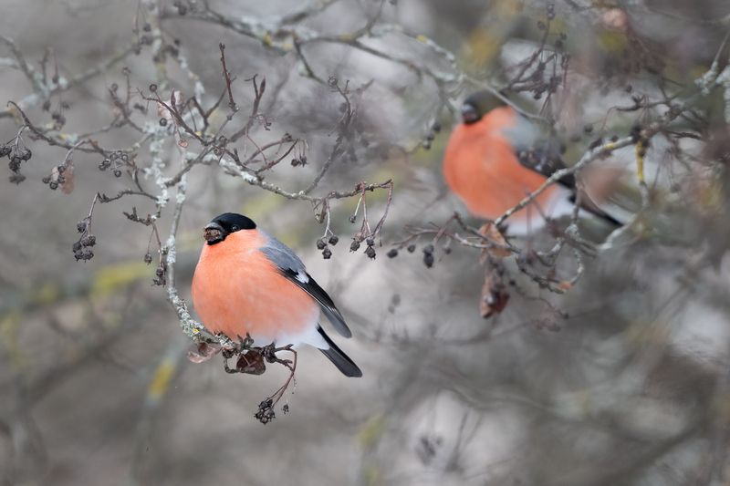 Садовые яблоки...photo preview