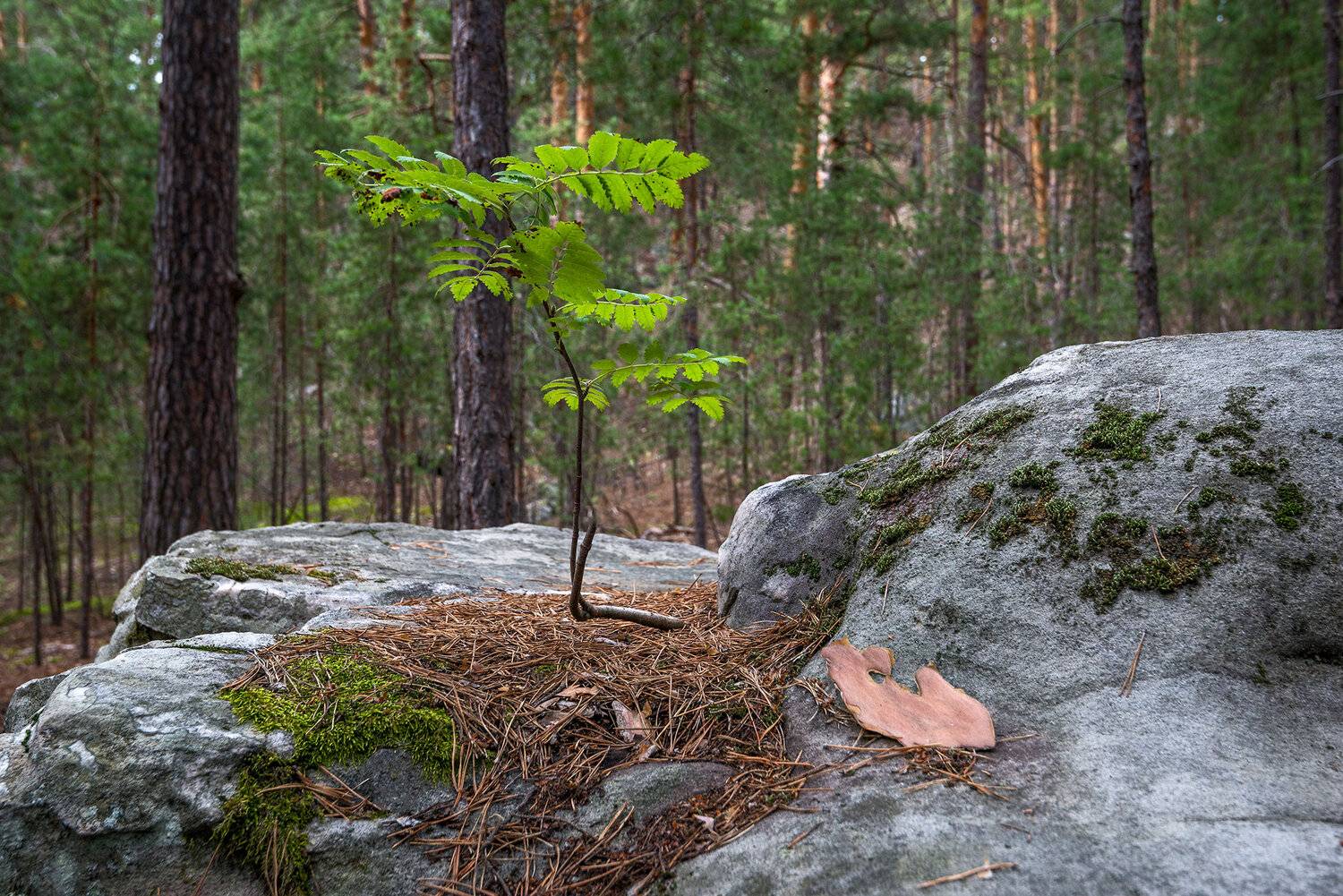 Прижился.... Автор: Владислав Никишин лес скрипино валуны рябина, Владислав Никишин