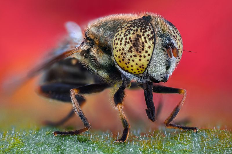 ceclii, macro photo preview