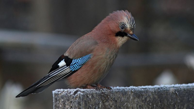 обыкновенная сойка,  сойка, кареза,garrulus glandarius, eurasian jay, jay Разбойницаphoto preview
