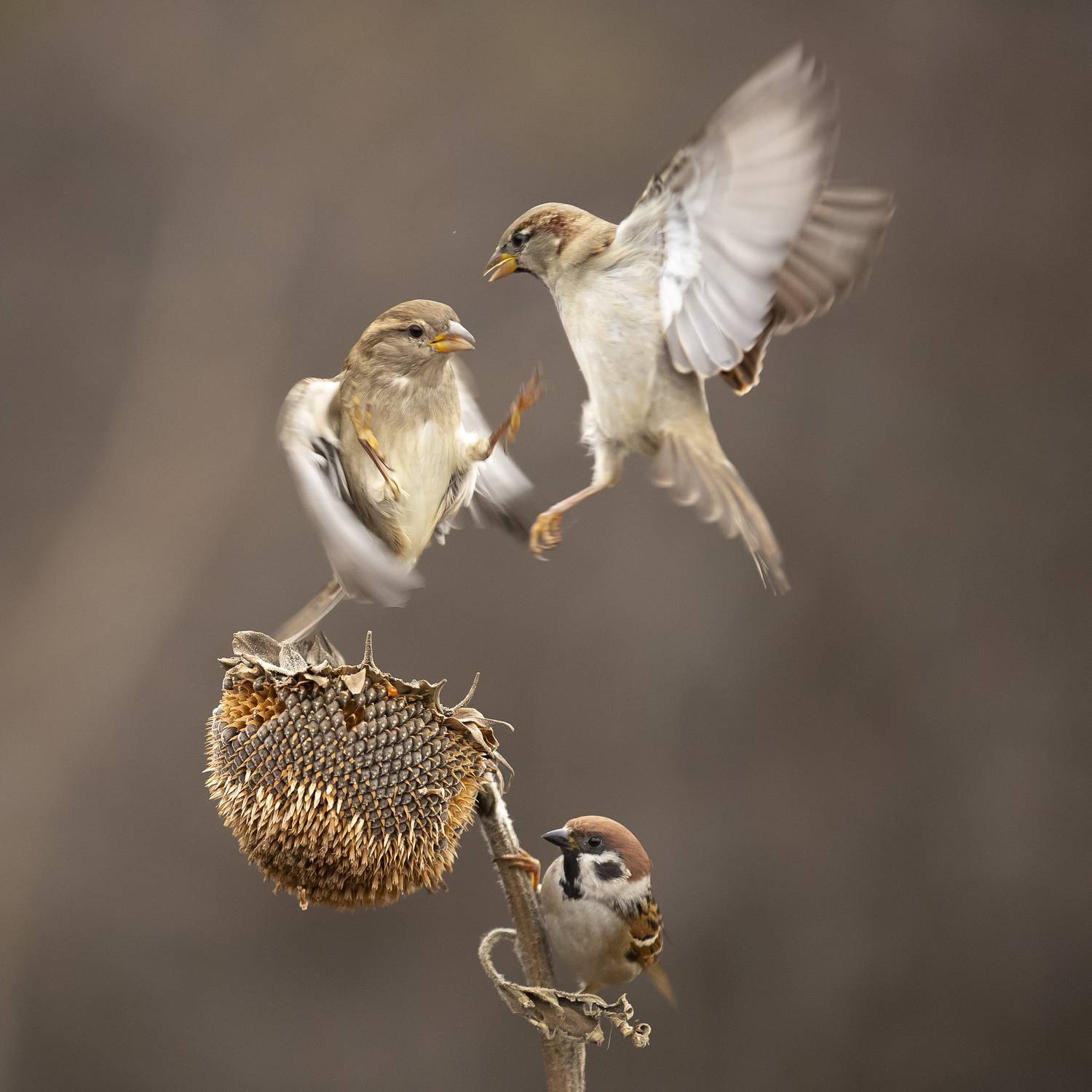 природа, Валерий Черняк