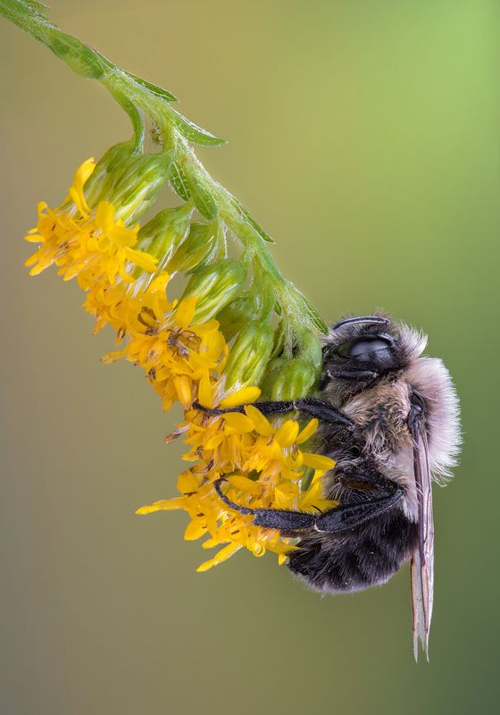 bee, bumblebee, insect, fall, autumn, stink bug, macro, leaves, season, seasons, camouflage, camouflaged, flower, floral, pink Pollinators Pausephoto preview