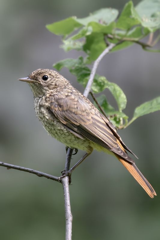 птицы, природа, горихвостка Горихвосткаphoto preview