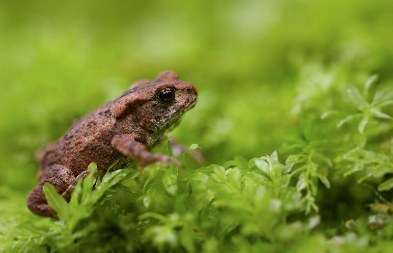 жаба, макро, macro,  frog Лесное утроphoto preview