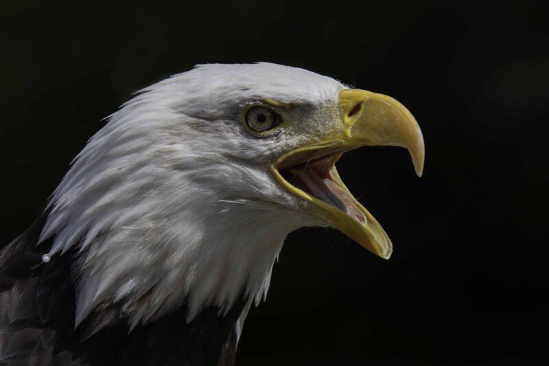 Bald eaglephoto preview